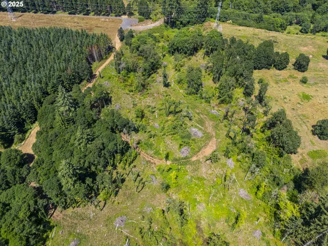 a view of a lush green forest with trees in the background