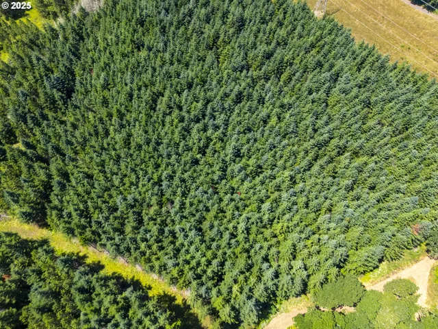 a view of a tree in a garden