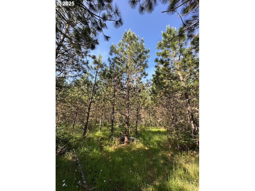 South Cedar Mill Road Lyons, OR 97358 - Photo 29 of 30 a close up of a plant in a garden