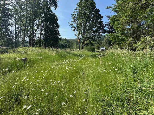 a view of lush green forest
