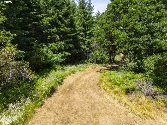 a view of a yard with plants and large trees