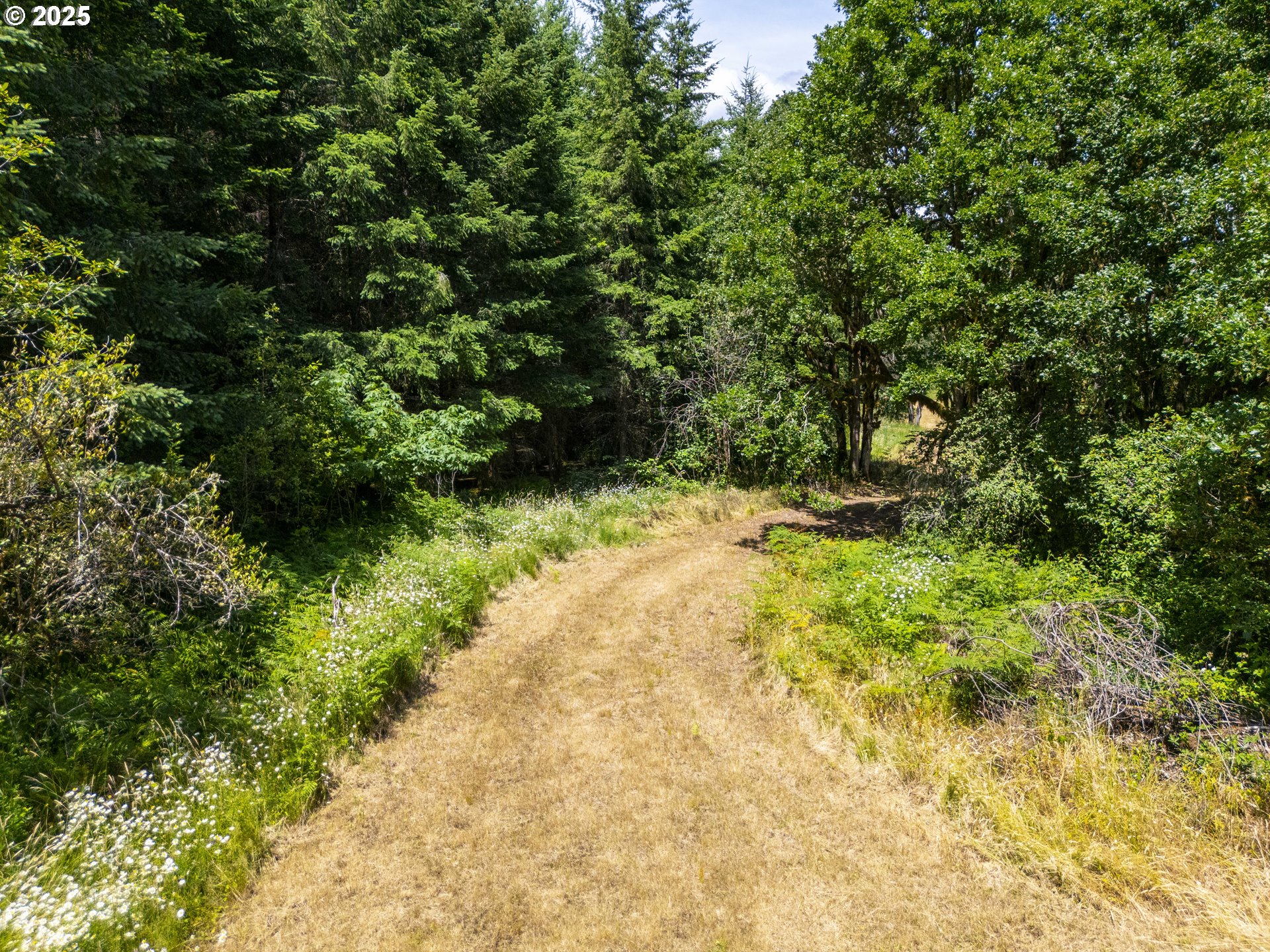 South Cedar Mill Road Lyons, OR 97358 - Photo 8 of 30 a view of a yard with plants and large trees