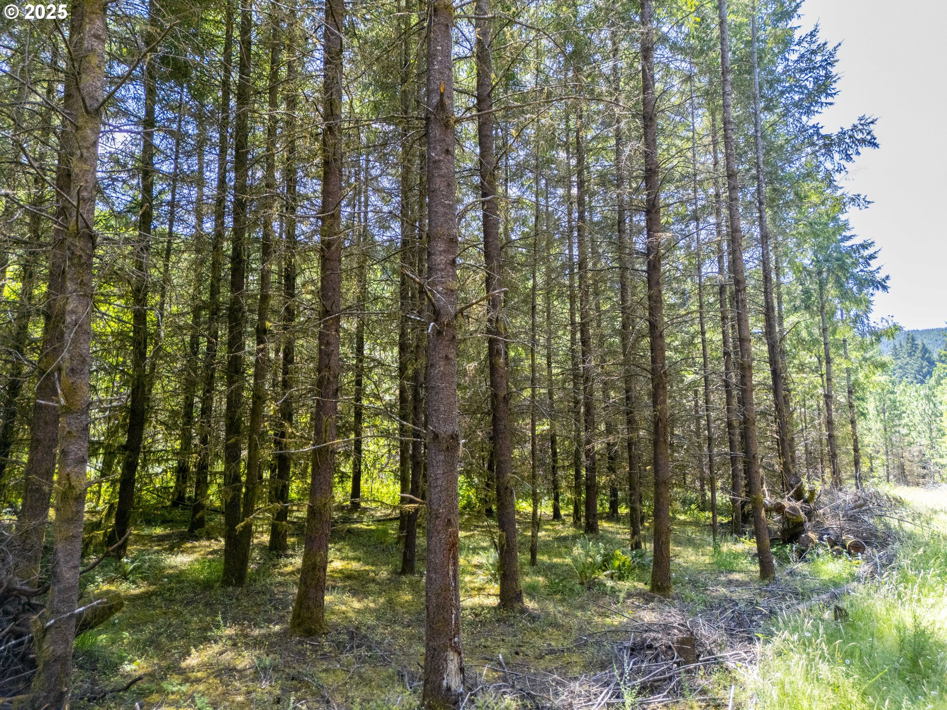South Cedar Mill Road Lyons, OR 97358 - Photo 10 of 30 a view of forest