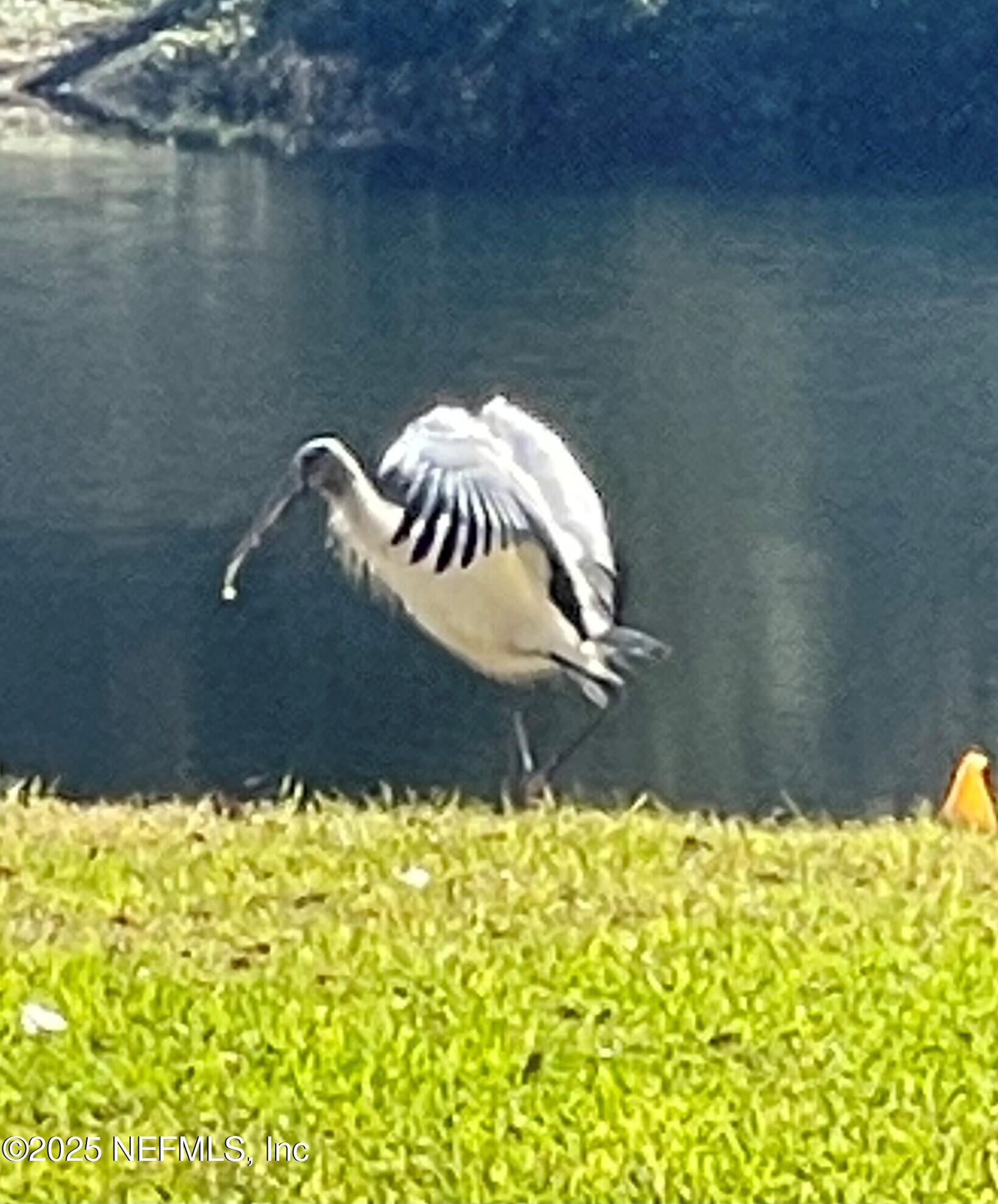 649 Treehouse Circle St. Augustine, FL 32095 - Photo 107 of 207 woodstork in backyard
