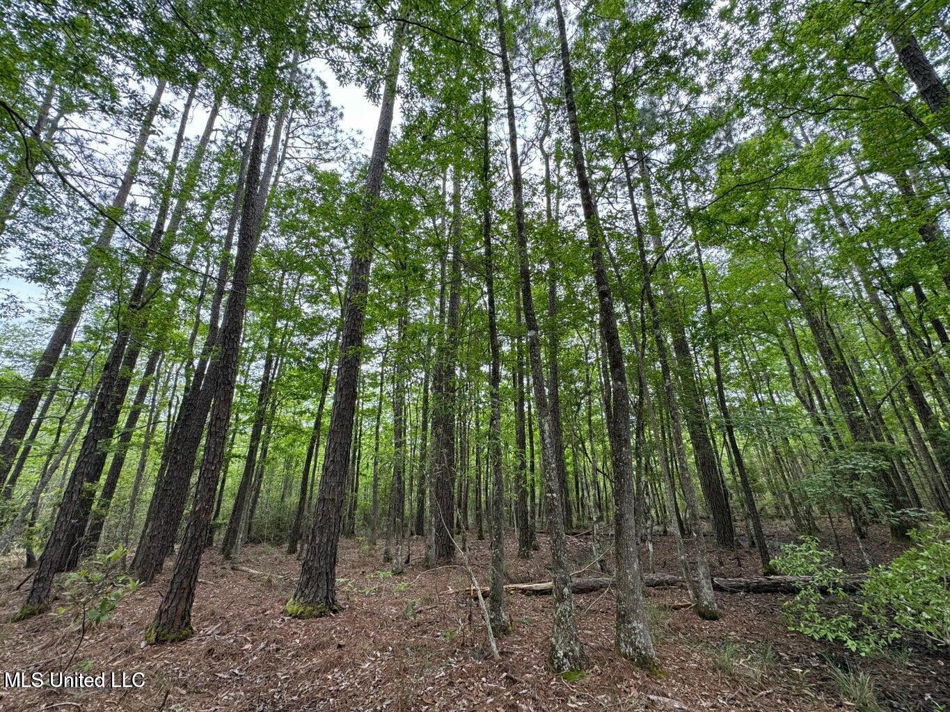 0 Texas Flat Road Picayune, MS 39466 - Photo 5 of 10 20250408153818001215000000-o