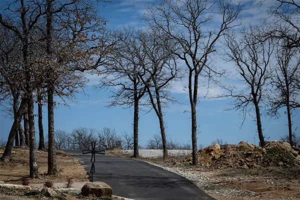 a view of a tree in the middle of a yard