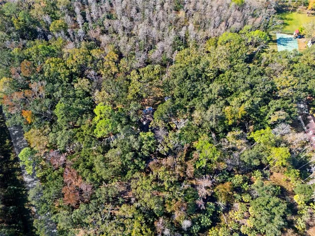 a view of a yard with plants and a large tree