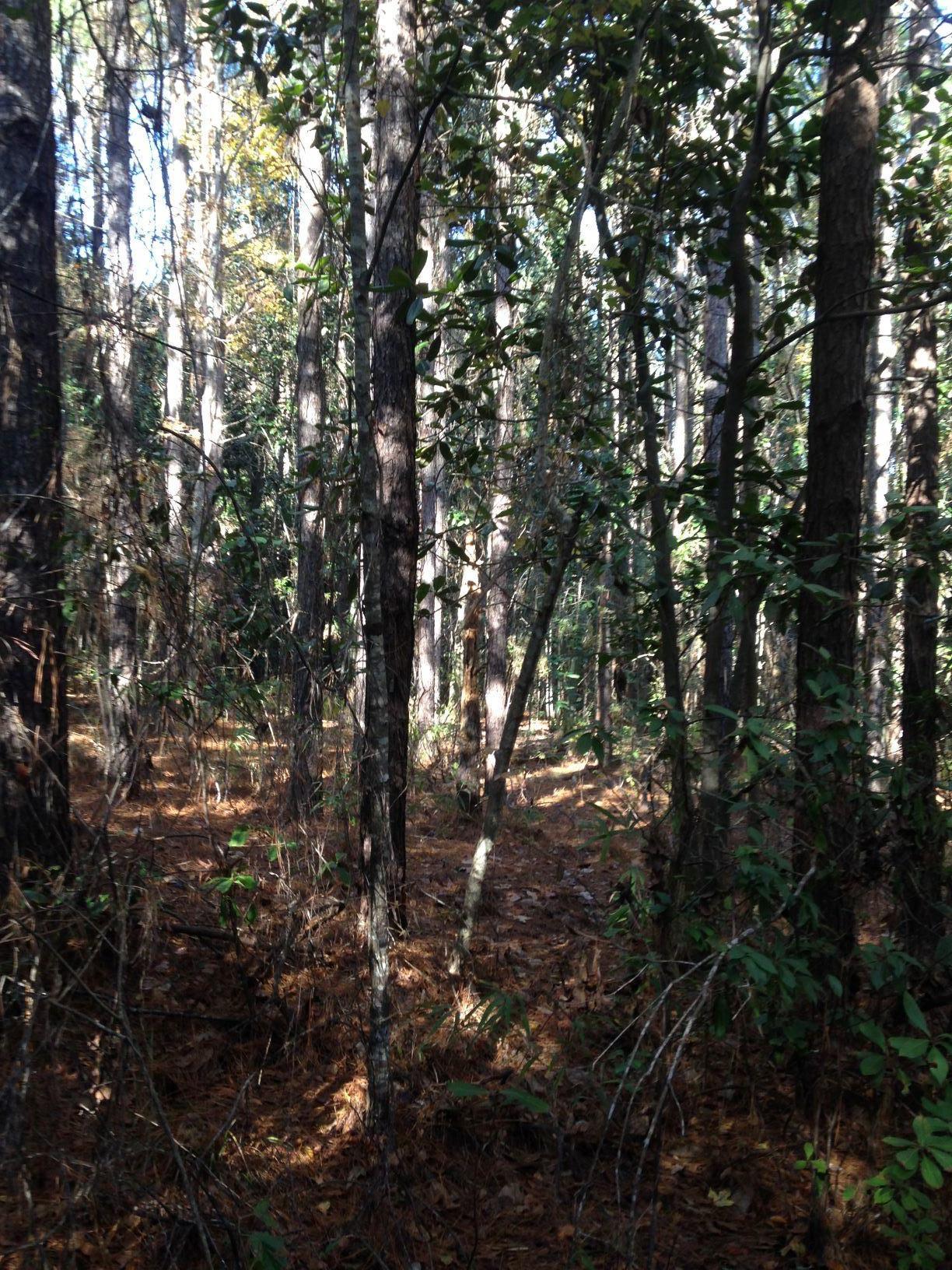 0 T R T R Miller Road DeFuniak Springs, FL 32433 - Photo 2 of 4 Gallery Image 2