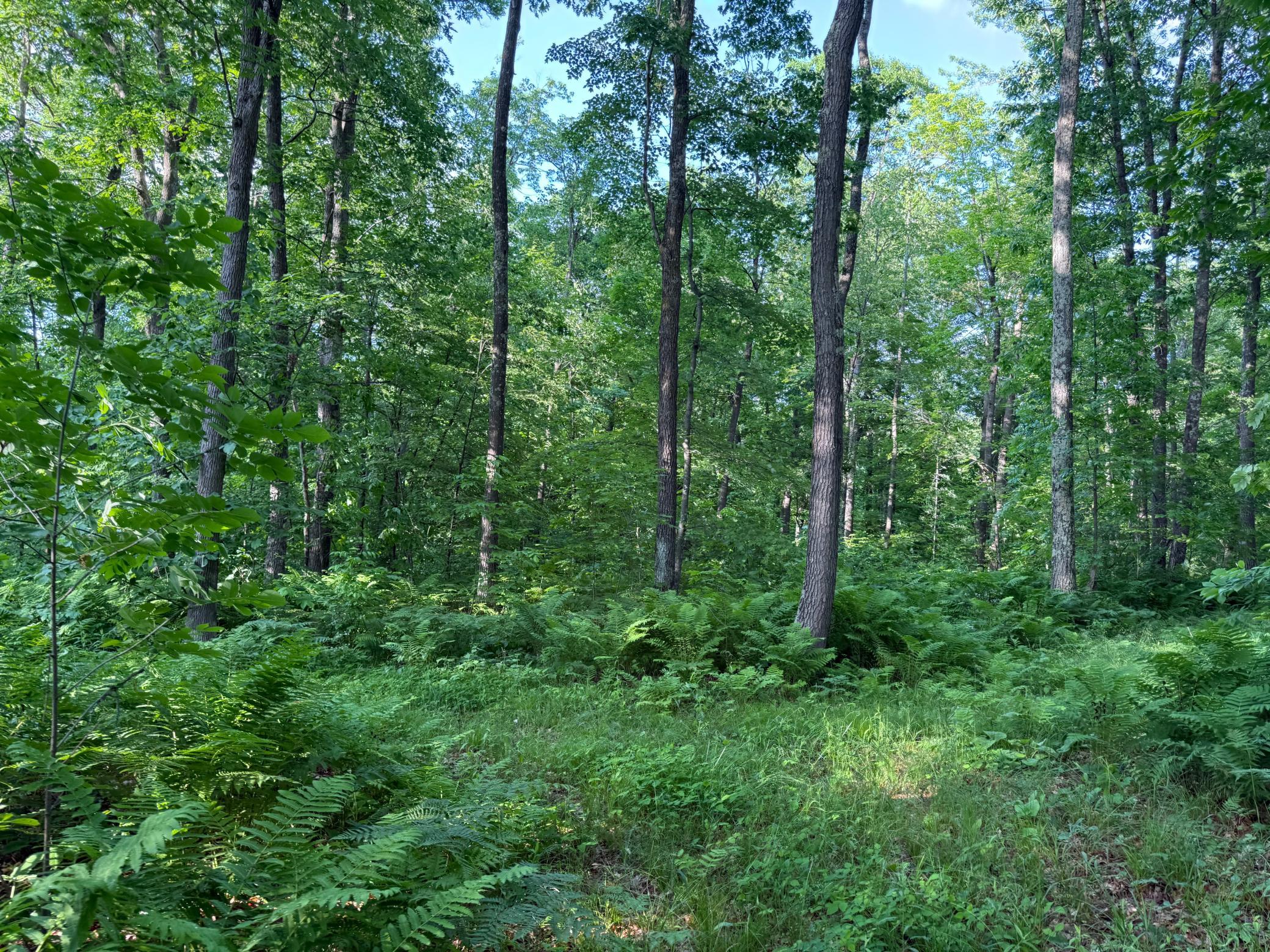 Tbd Shady Lane Trego, WI 54888 - Photo 24 of 26