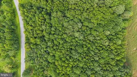 a view of a lush green forest