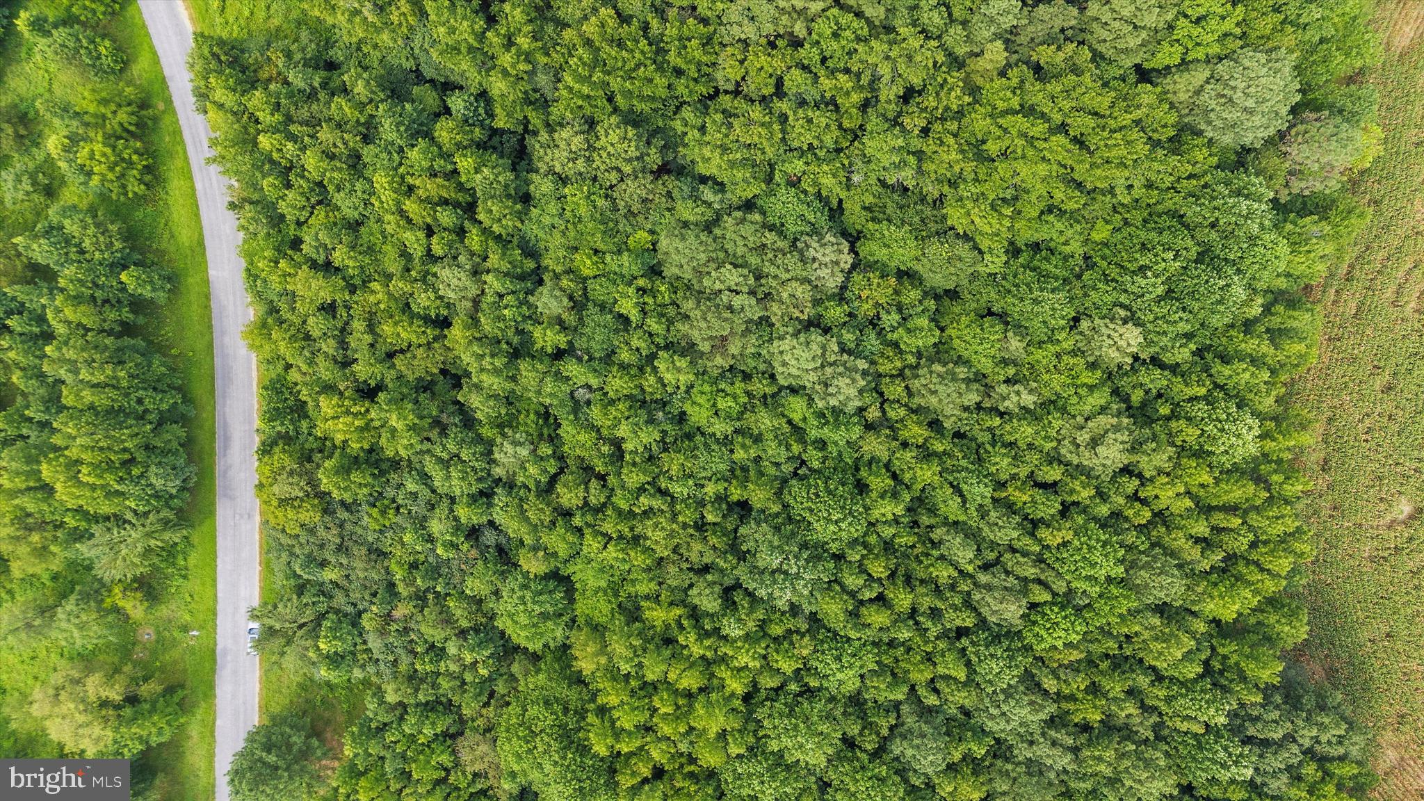 Burnt Mill Road Ridgely, MD 21660 - Photo 4 of 7 a view of a lush green forest