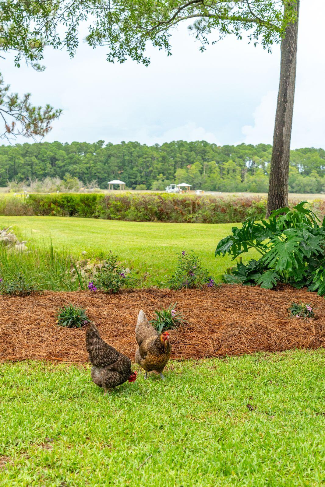 1237 River Road Johns Island, SC 29455 - Photo 53 of 100 53