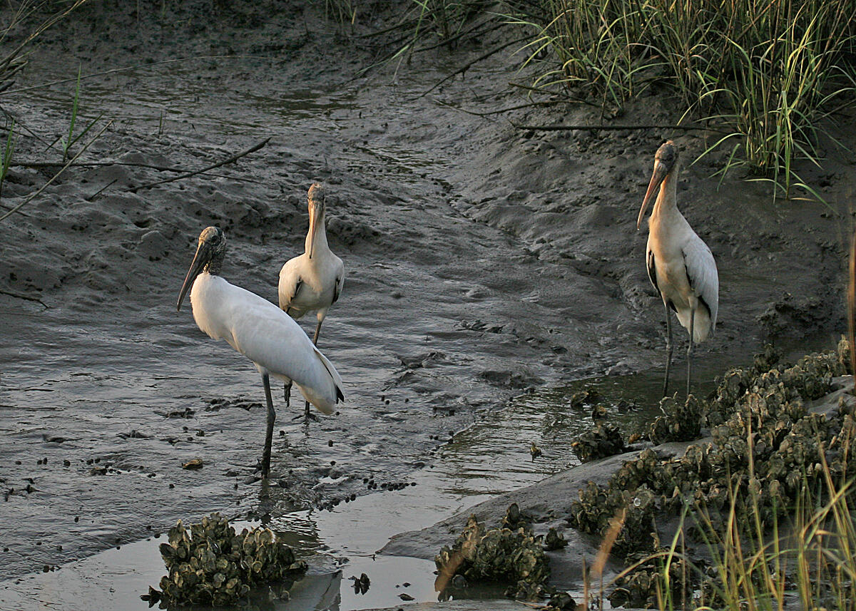 1237 River Road Johns Island, SC 29455 - Photo 83 of 100 83