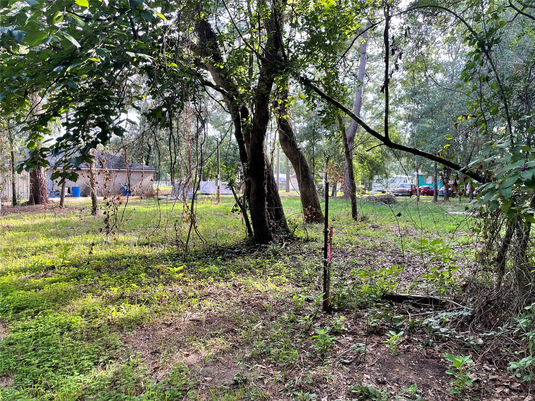 19397 Loafers Lane Magnolia, TX 77355 - Photo 5 of 5 a view of a park with a tree
