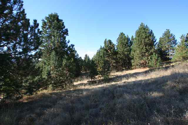 0 South Owl Road Greenacres, WA 99016 - Photo 9 of 9