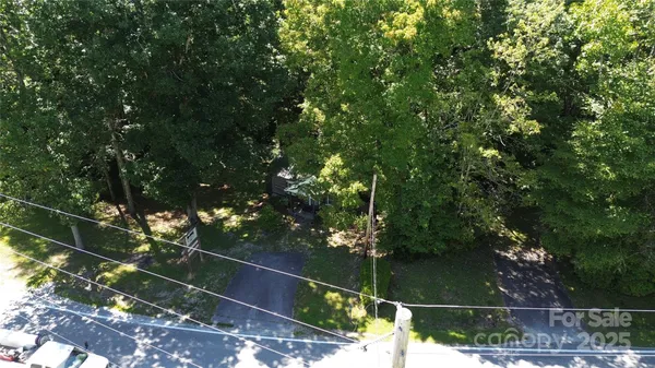 a view of a forest with a tree