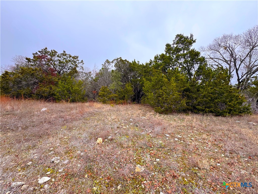a view of a yard with a tree