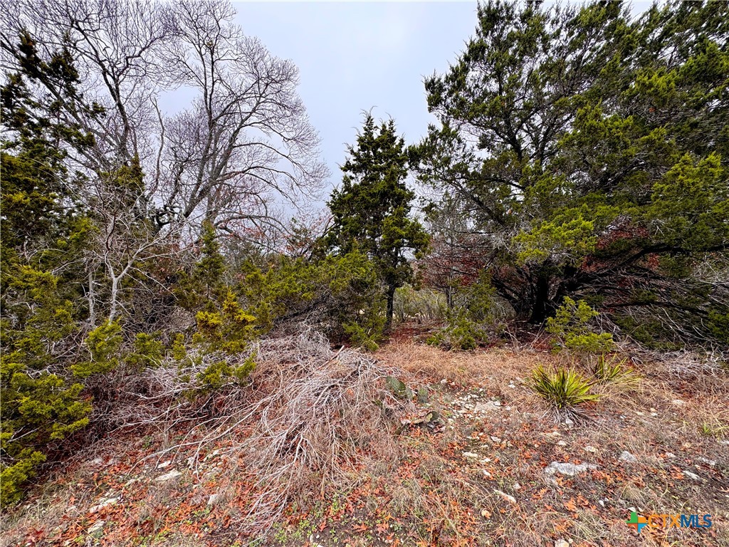 1021 Cliff Circle Spring Branch, TX 78070 - Photo 10 of 11 a backyard of a house with lots of green space