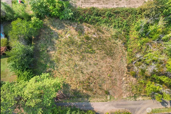 a view of a yard with plants and large trees