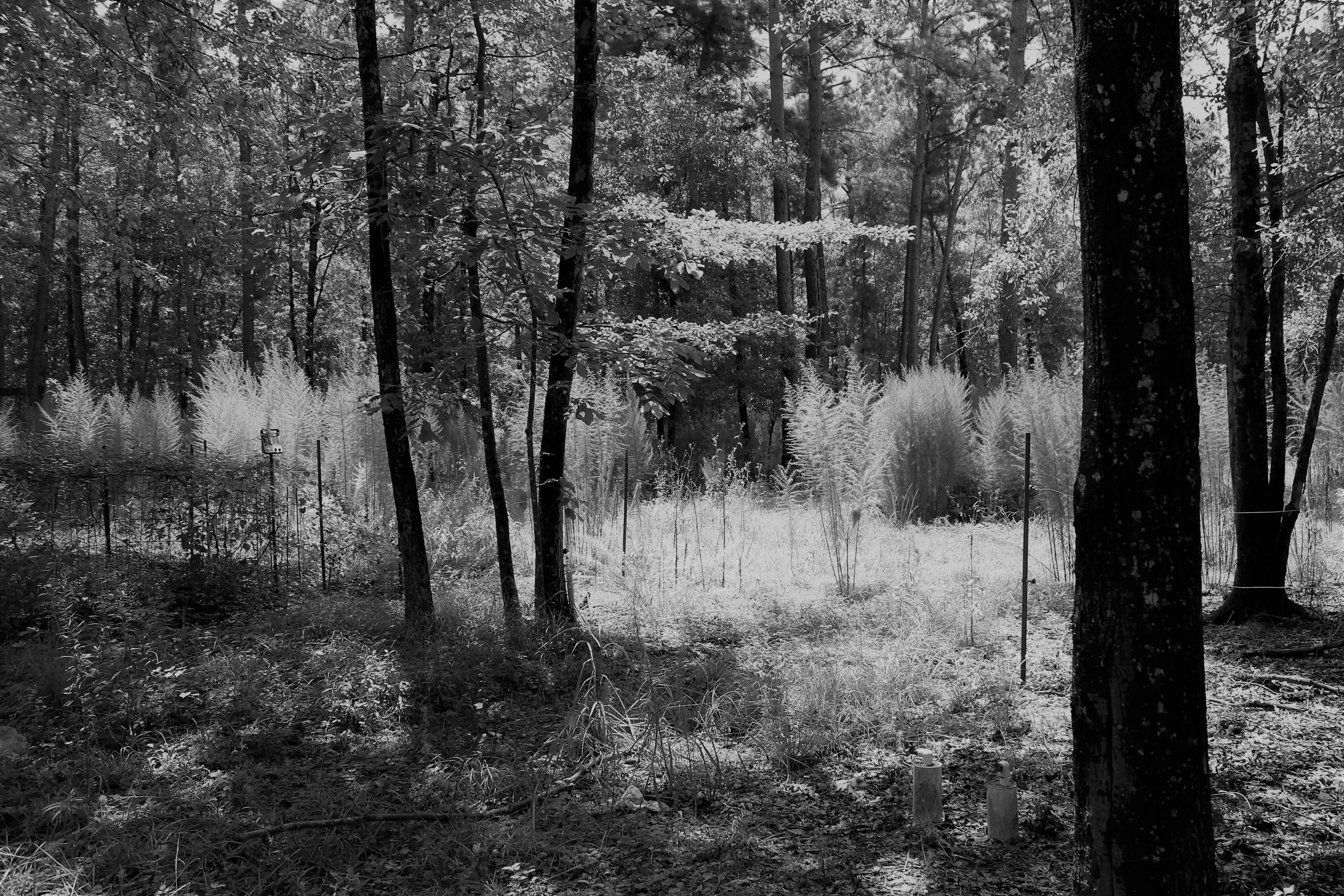 313 Old Spell Road St. George, SC 29477 - Photo 14 of 14 IMG_1887 (2)