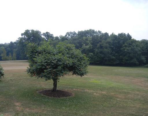 155 Country Lane Road Butler, PA 16001 - Photo 14 of 16 Land/Lot. matured trees on this 2+ acre lot that is surrounded by farm land