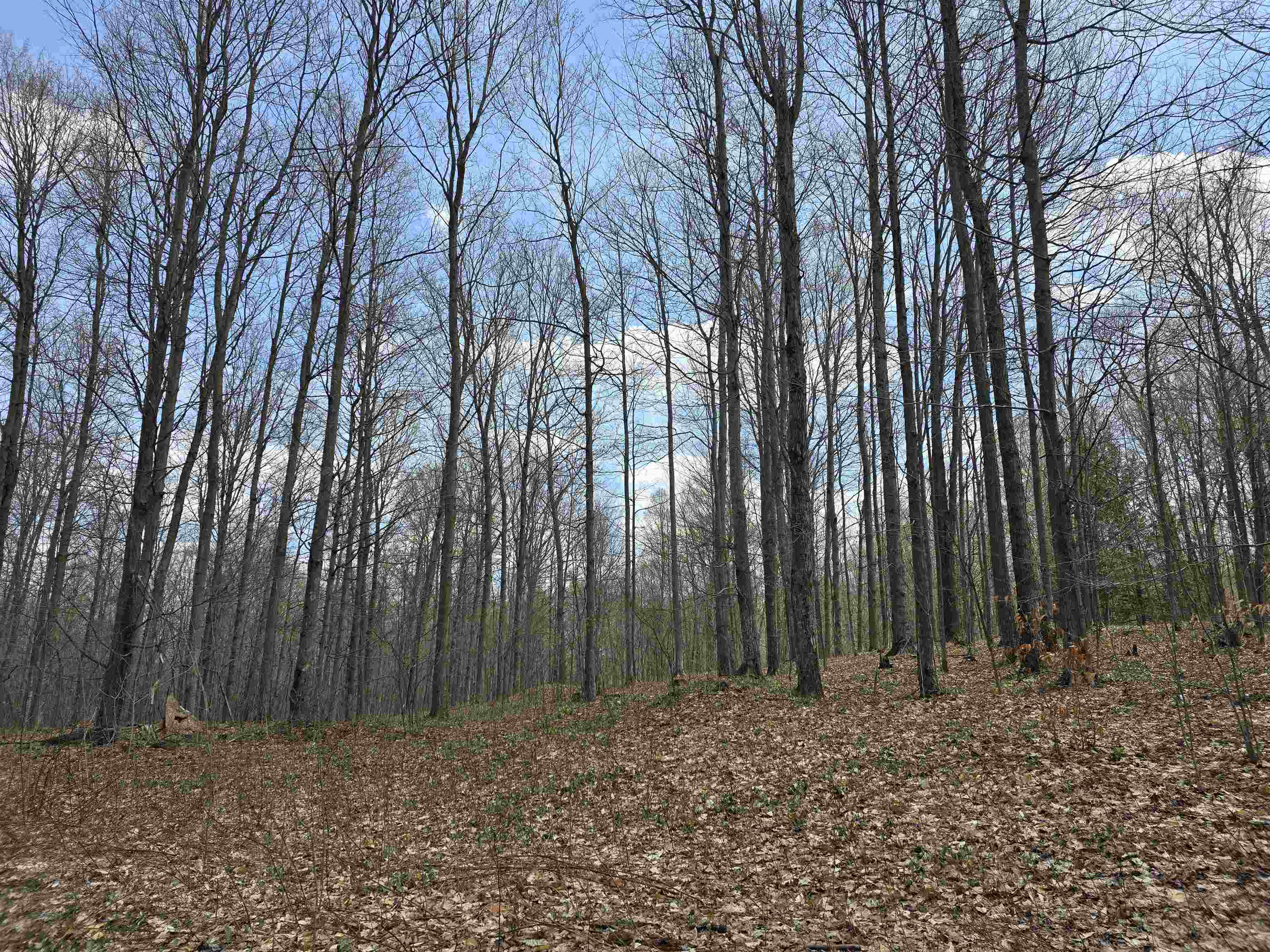 0 West 20 Road Mesick, MI 49668 - Photo 8 of 11