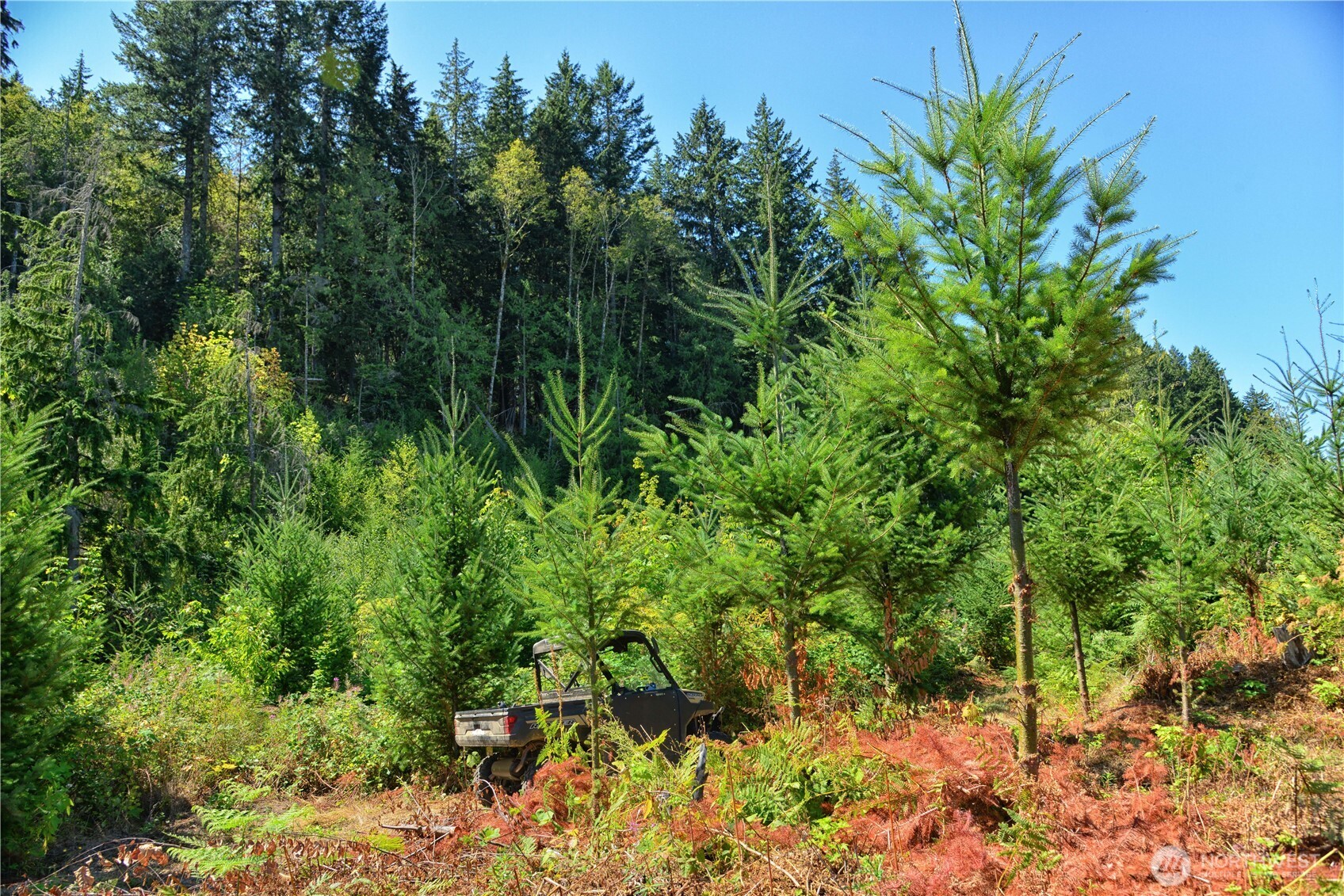 3 Skinner Road Randle, WA 98377 - Photo 12 of 38 a view of a garden
