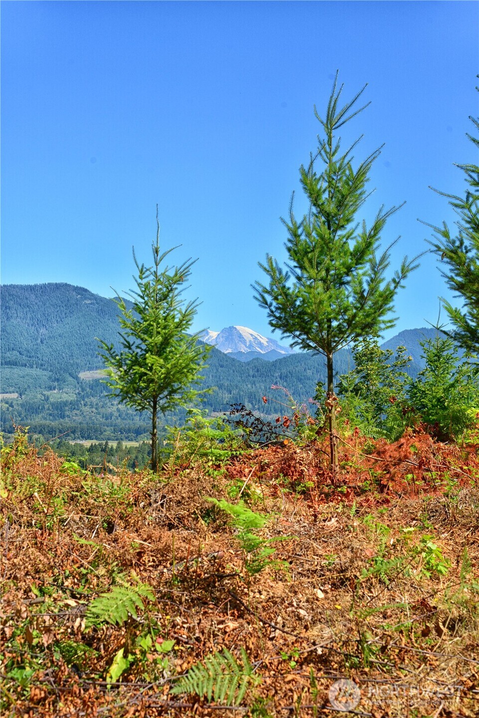 3 Skinner Road Randle, WA 98377 - Photo 19 of 38 a plant is in front of a yard