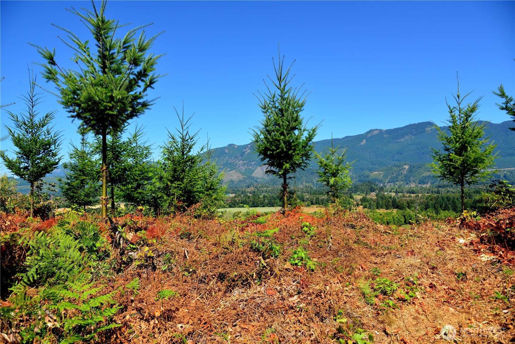 3 Skinner Road Randle, WA 98377 - Photo 21 of 38 a view of a backyard with a garden
