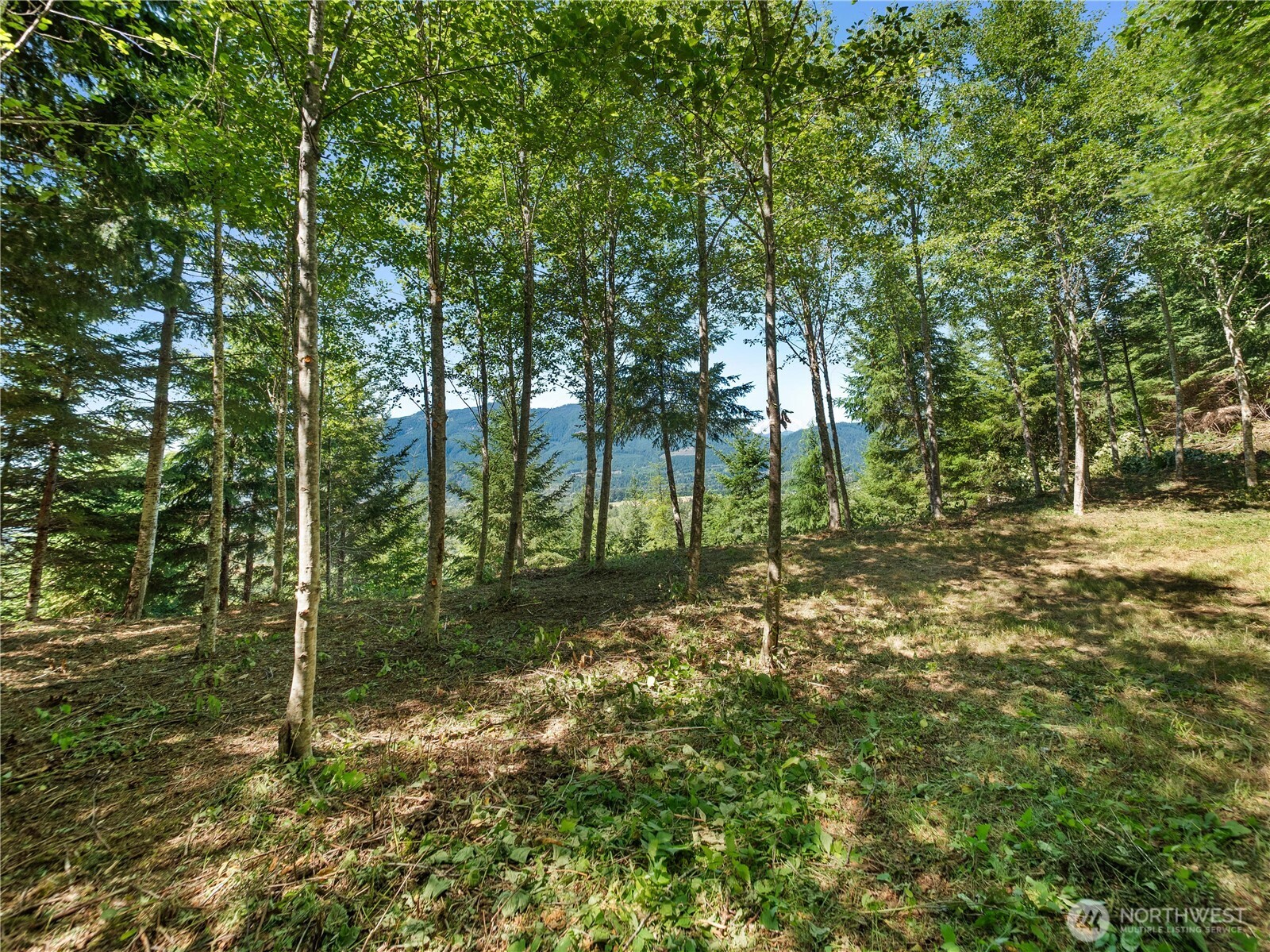 3 Skinner Road Randle, WA 98377 - Photo 34 of 38 a big yard with lots of green space and trees