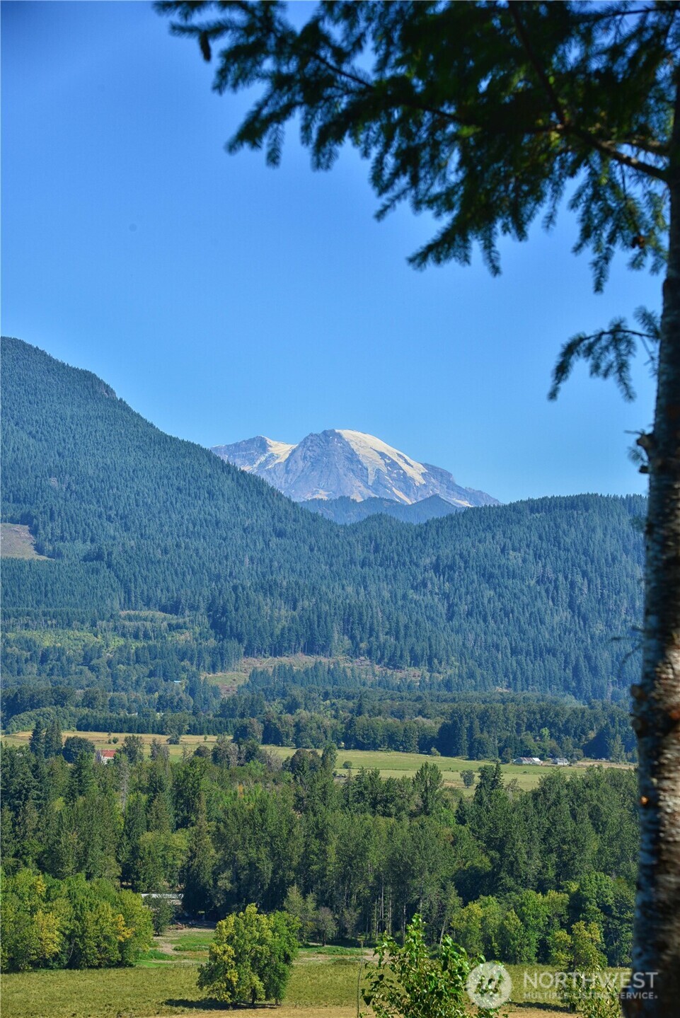 3 Skinner Road Randle, WA 98377 - Photo 7 of 38 a view of a bunch of trees and bushes