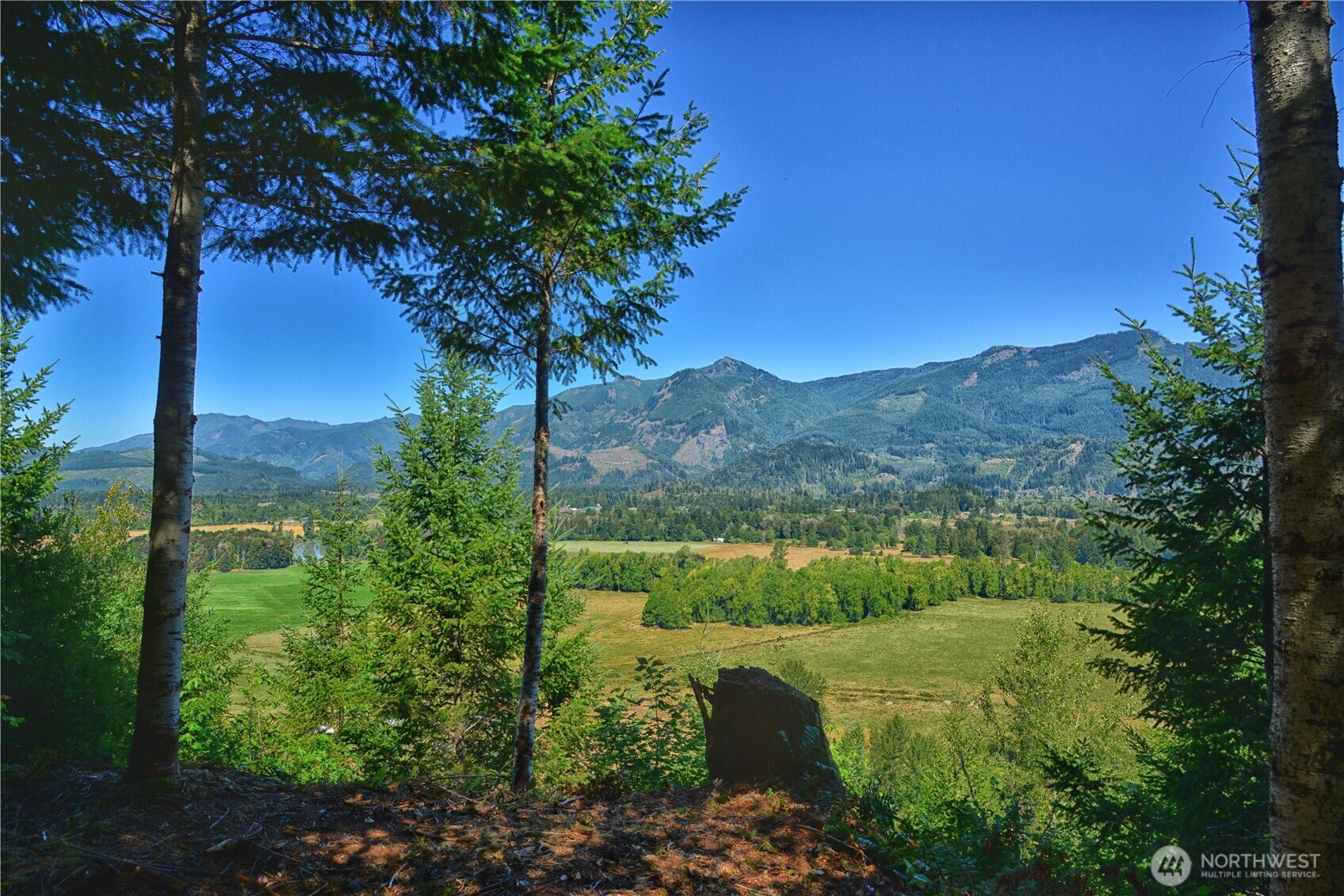 3 Skinner Road Randle, WA 98377 - Photo 9 of 38 a view of a garden with a tree