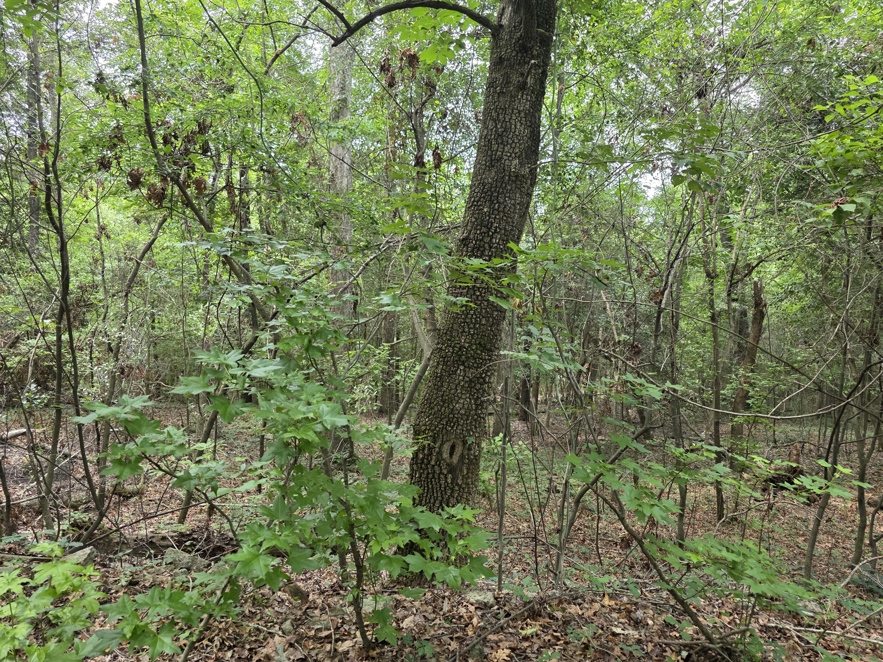 2039 McDade Road Hephzibah, GA 30815 - Photo 7 of 20 1000012227