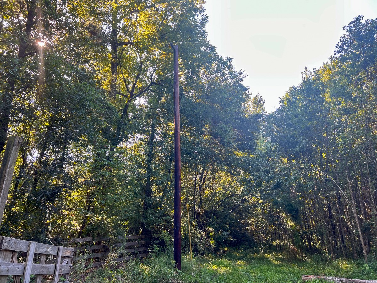 0 Hardy Bottom Road New Waverly, TX 77358 - Photo 5 of 9 a view of a forest with trees