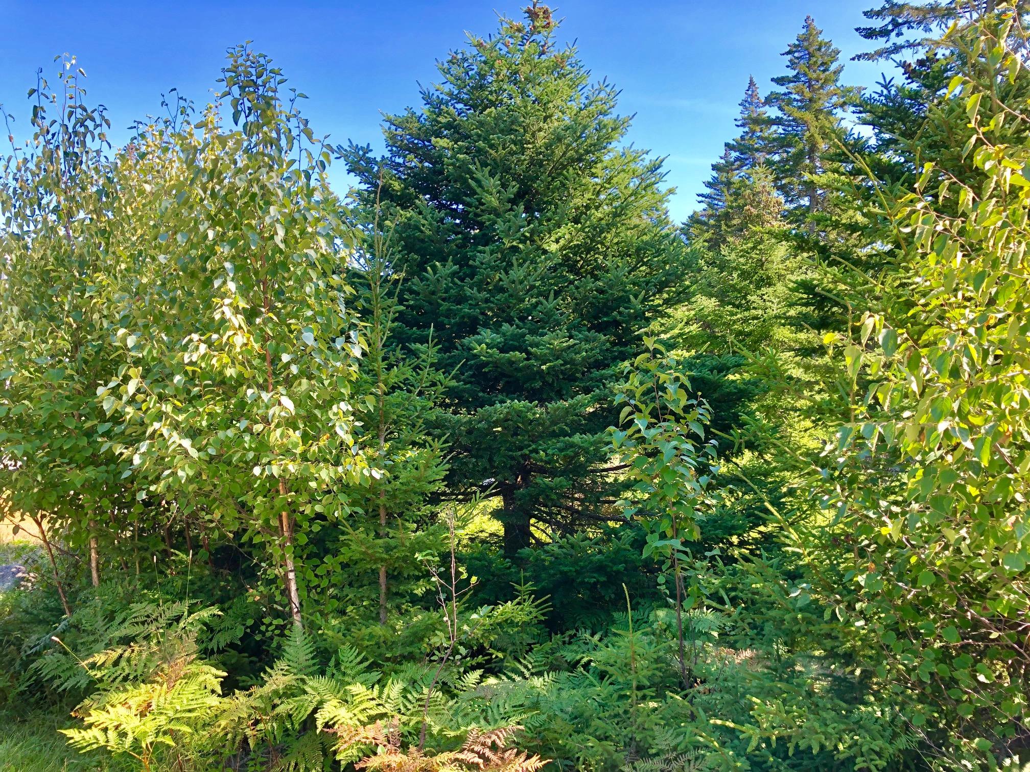 130 Bass Harbor Woods Road Bass Harbor, ME 04653 - Photo 36 of 41 Beautiful land!