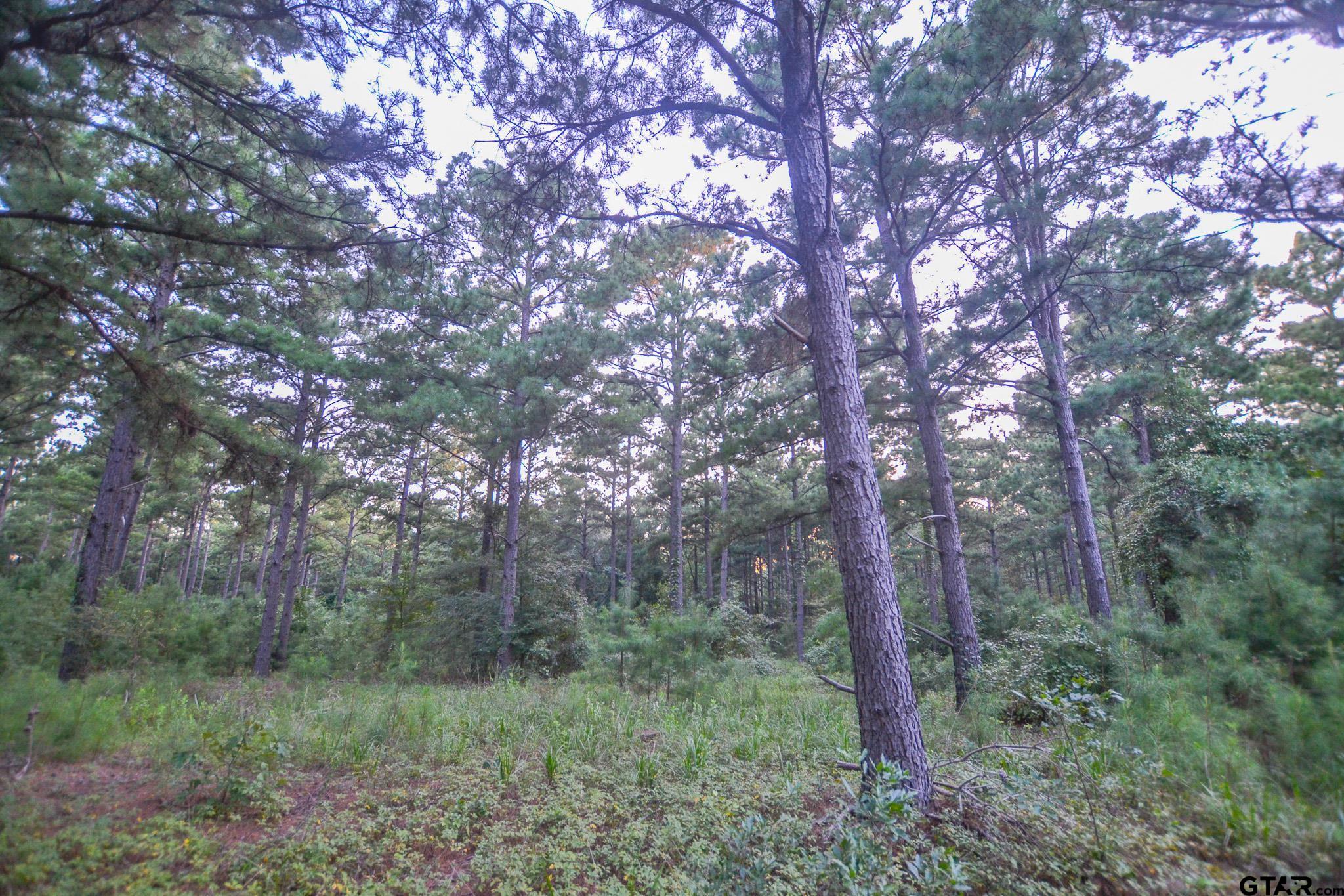 1 State Highway 155 Tyler, TX 75703 - Photo 13 of 21