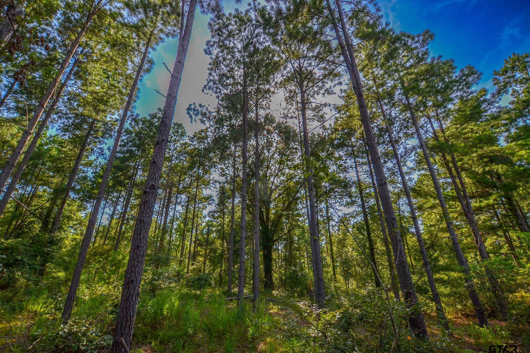 1 State Highway 155 Tyler, TX 75703 - Photo 4 of 21