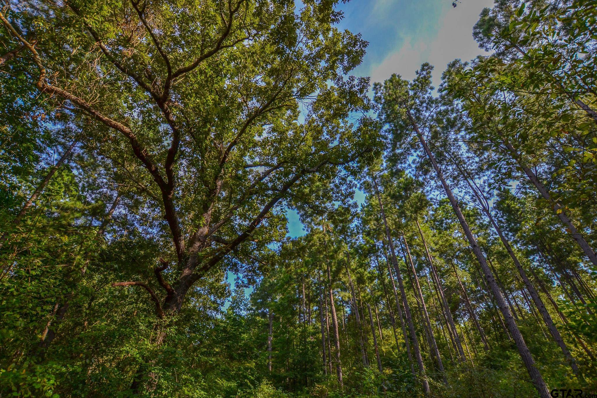 1 State Highway 155 Tyler, TX 75703 - Photo 5 of 21