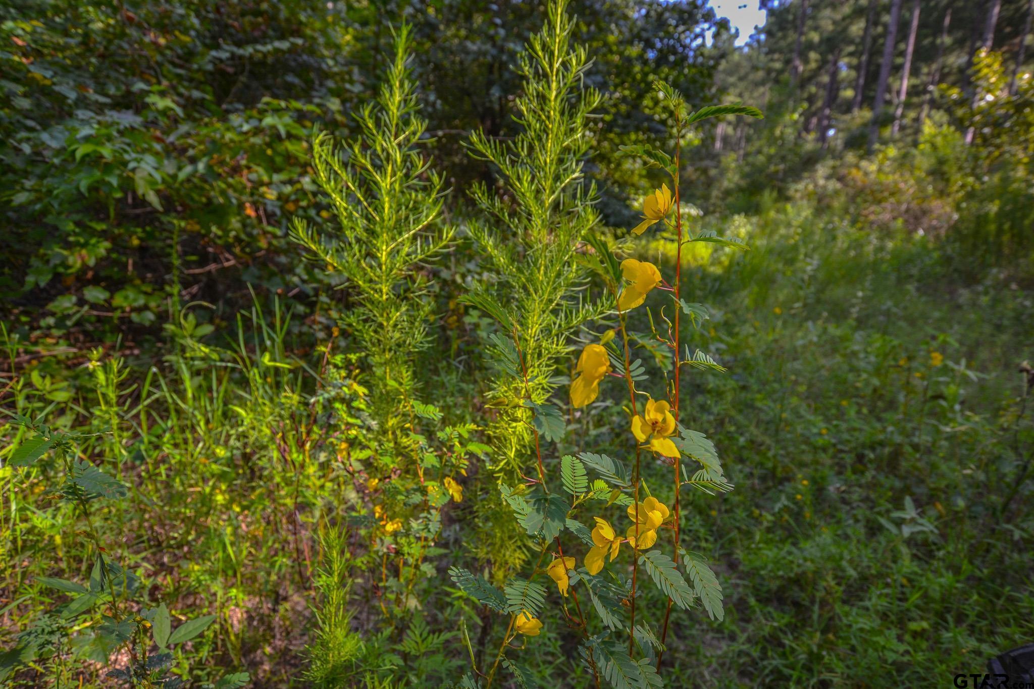 1 State Highway 155 Tyler, TX 75703 - Photo 6 of 21