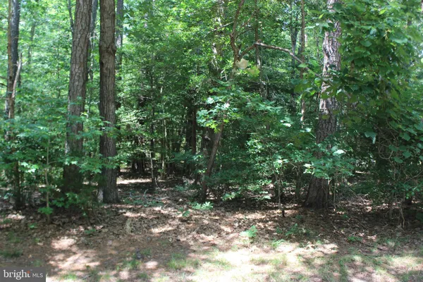a view of a forest with trees
