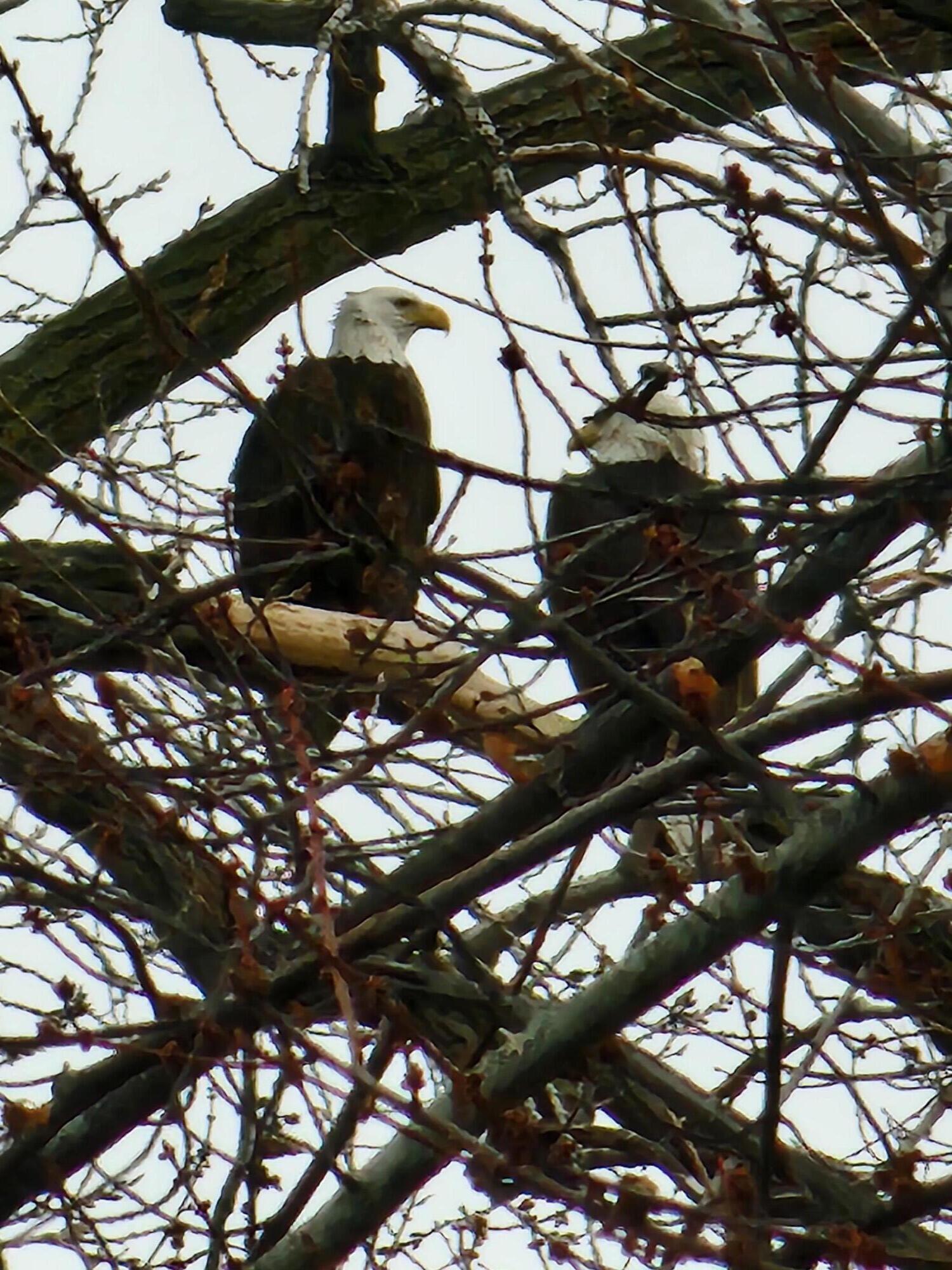 7715 West Wind Lake Road Norway, WI 53185 - Photo 51 of 63 eagles