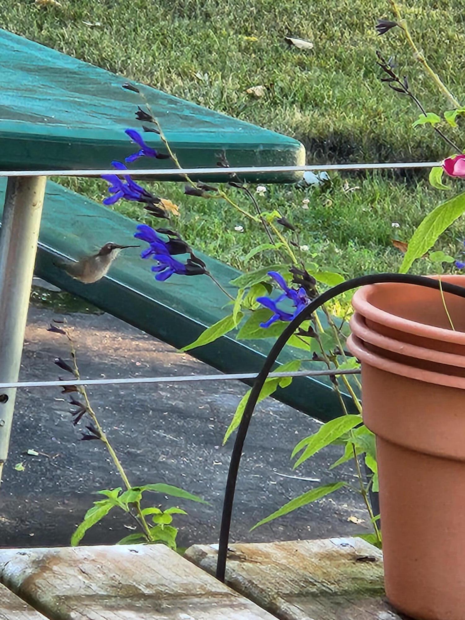 7715 West Wind Lake Road Norway, WI 53185 - Photo 54 of 63 hummingbird