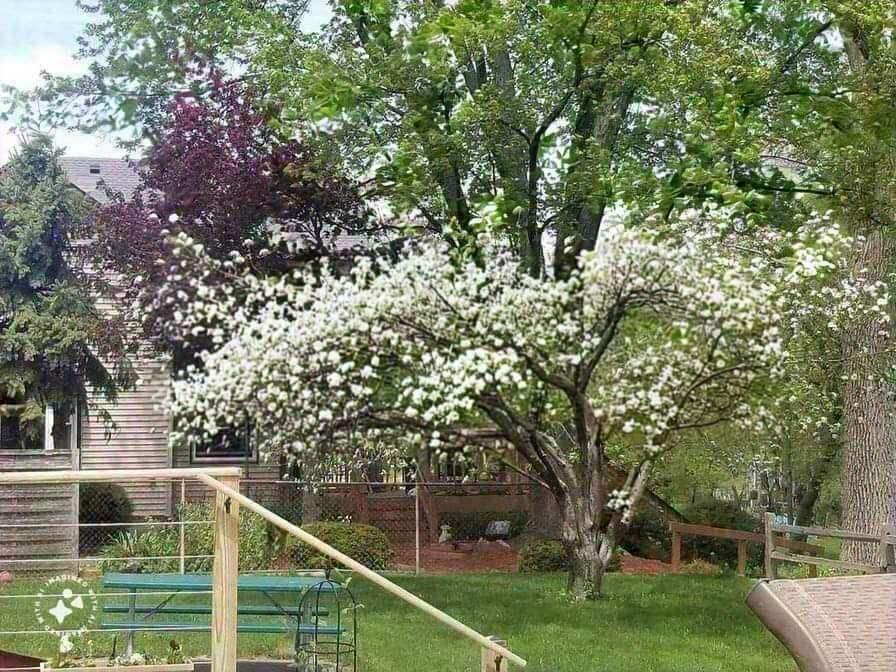 7715 West Wind Lake Road Norway, WI 53185 - Photo 56 of 63 apple tree