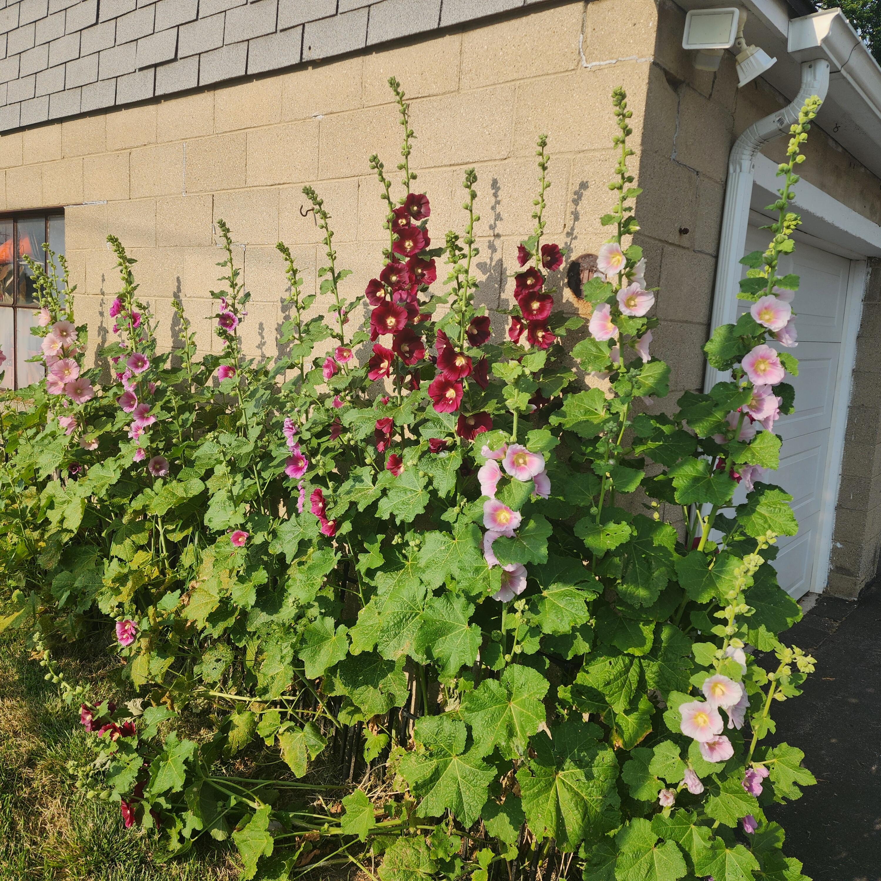 7715 West Wind Lake Road Norway, WI 53185 - Photo 57 of 63 holly hocks in bloom