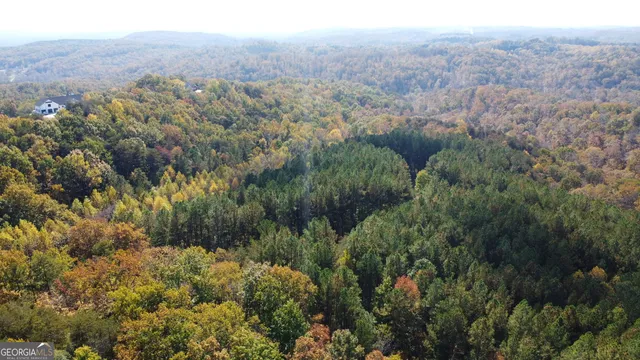 a view of a forest with a street