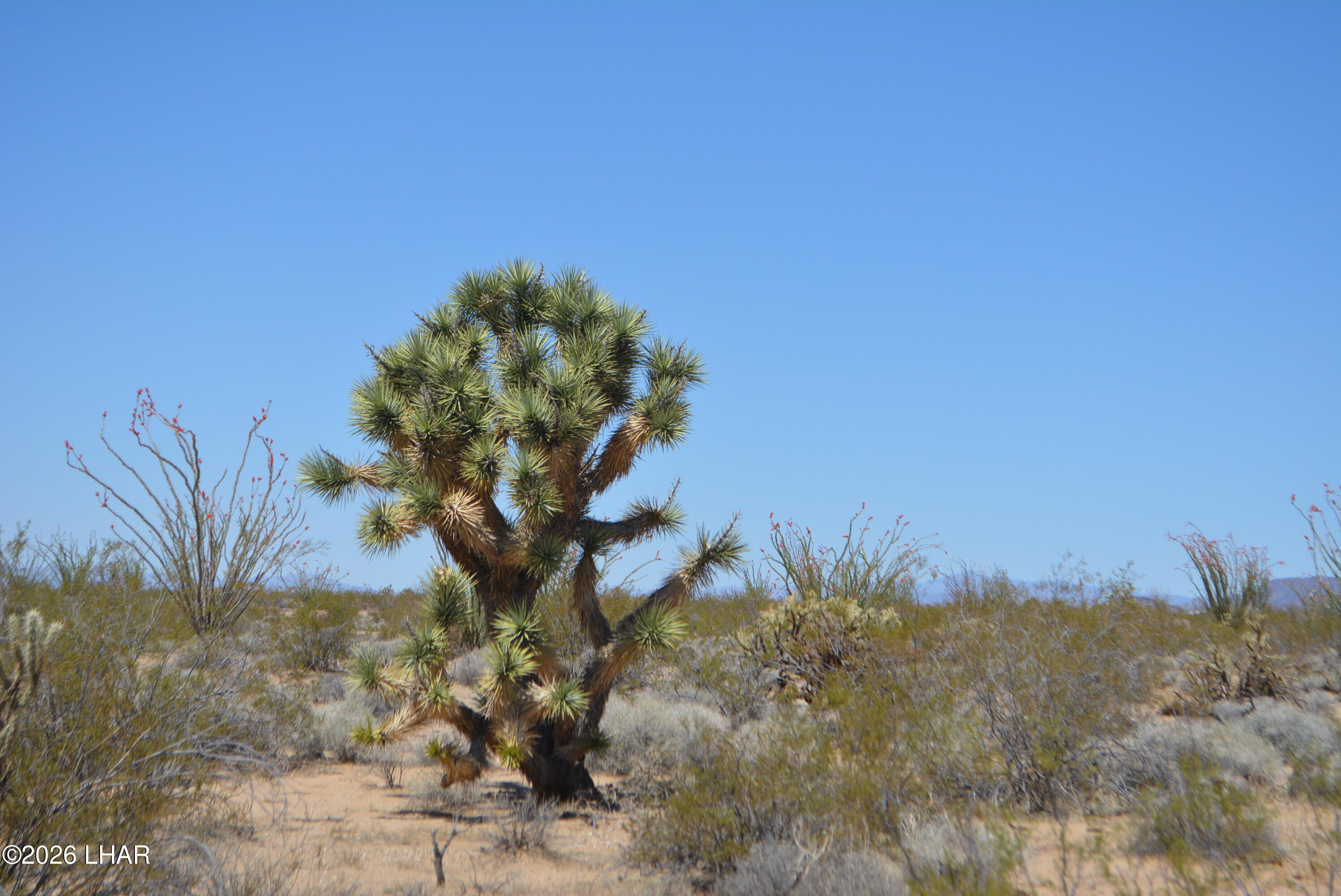 199 Cortaro Road Yucca, AZ 86438 - Photo 1 of 39 a view of a flower in a garden