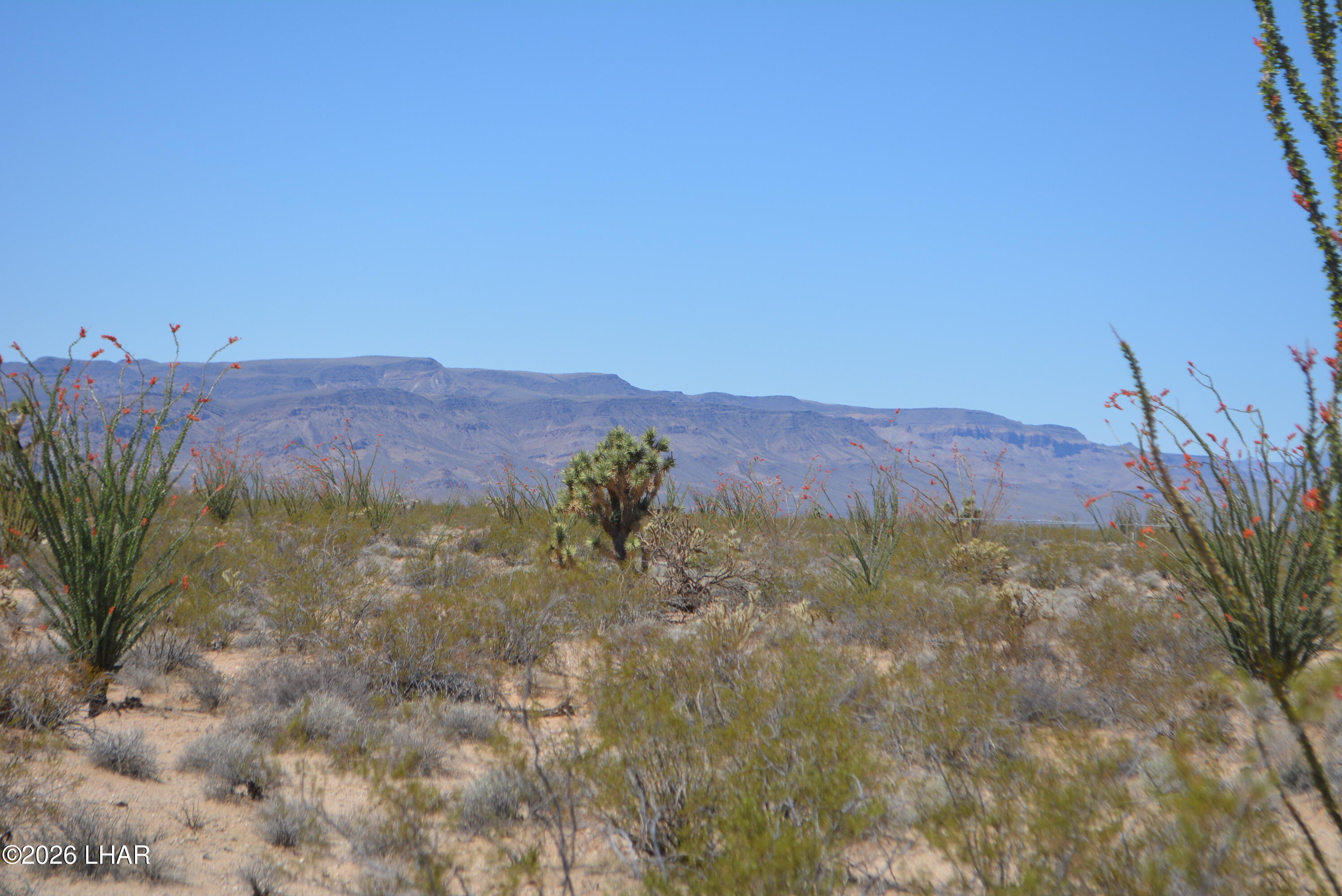 199 Cortaro Road Yucca, AZ 86438 - Photo 3 of 39 a view of a dry yard with mountains in the background