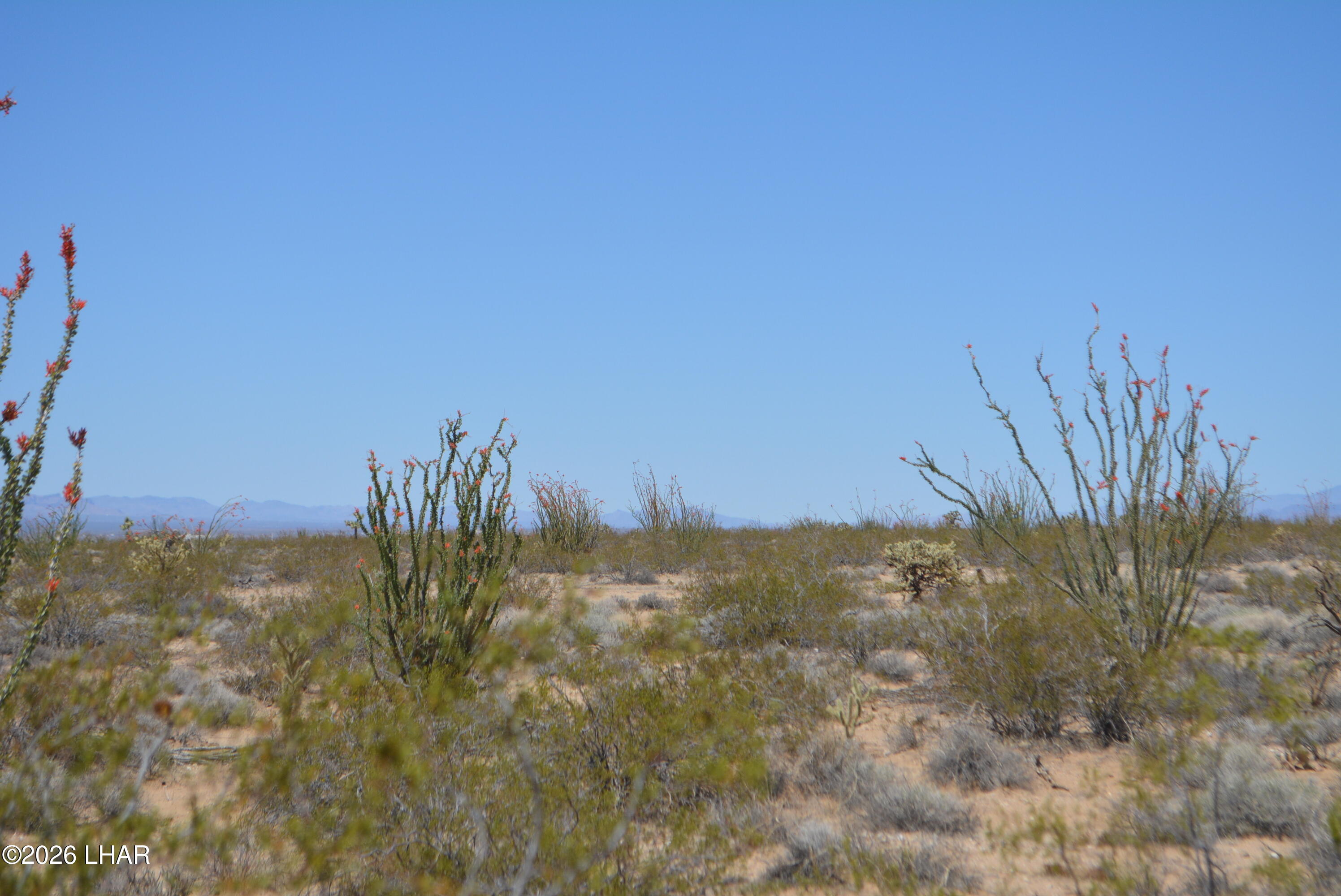 199 Cortaro Road Yucca, AZ 86438 - Photo 5 of 39 a view of a large yard with lots of bushes