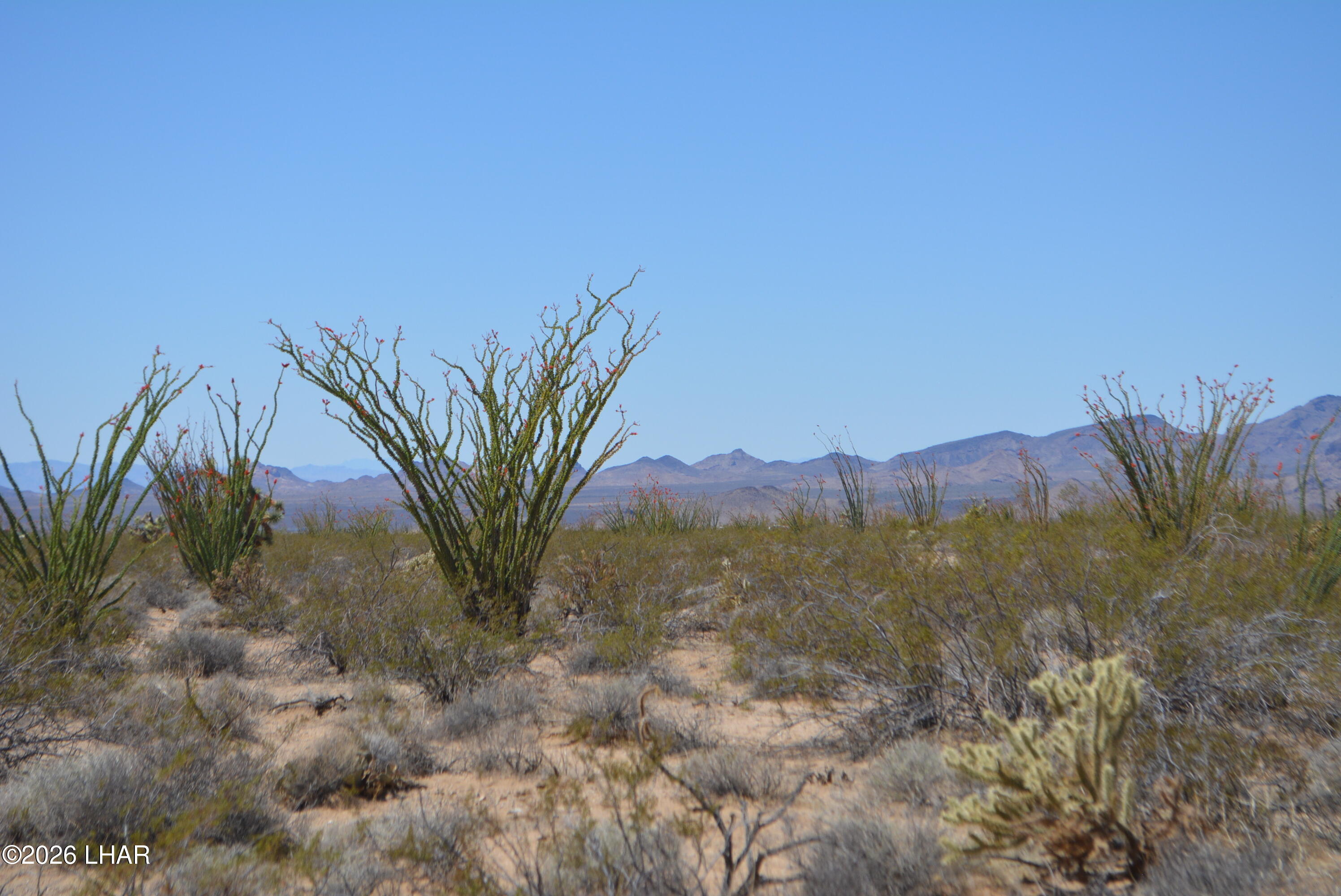 199 Cortaro Road Yucca, AZ 86438 - Photo 10 of 39 a view of a yard with a mountain