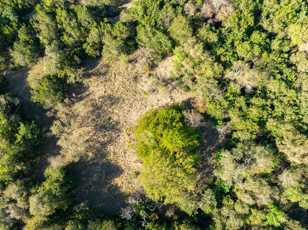 Tbd Tbd Tx-6 Clifton, TX 76634 - Photo 24 of 28 a view of a tree